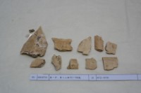 藏品(殷墟有字骨片)的圖片