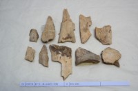 藏品(殷墟有字骨片)的圖片