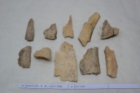 藏品(殷墟有字骨片)的圖片