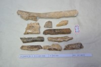 藏品(殷墟有字骨片)的圖片