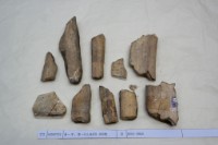 藏品(殷墟有字骨片)的圖片