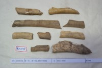 藏品(殷墟有字骨片)的圖片