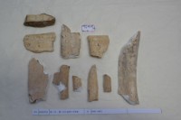 藏品(殷墟有字骨片)的圖片