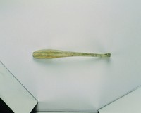 藏品(鳳首琴形帶鉤)的圖片