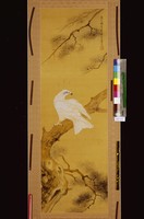 藏品(蒼松白鷹)的圖片