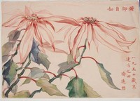 藏品(耶誕節花)的圖片