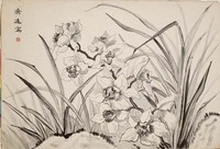 藏品(蘭花)的圖片