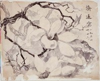 藏品(木蓮)的圖片