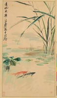 藏品(清池魚樂)的圖片