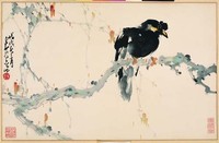 藏品(八哥)的圖片