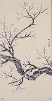 藏品(白梅)的圖片