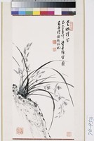 藏品(蘭花)的圖片