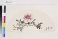 藏品(花卉)的圖片