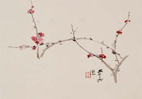 藏品(梅)的圖片