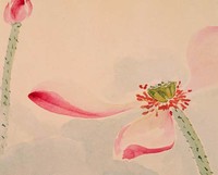 藏品(荷花)的圖片