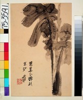 藏品(芭蕉)的圖片