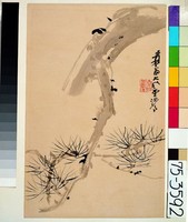 藏品(倒掛松)的圖片