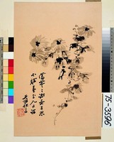 藏品(菊花)的圖片