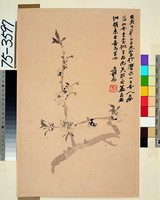 藏品(桃花)的圖片