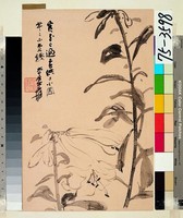 藏品(夜合花)的圖片