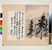 藏品(雪杉)的圖片