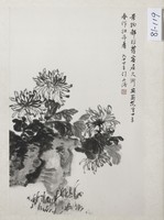 藏品(菊花四季春)的圖片