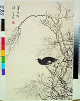 藏品(八哥)的圖片