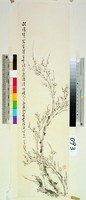 藏品(梅)的圖片