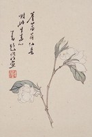 藏品(薝蔔花)的圖片