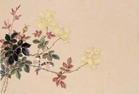 藏品(玫瑰山雀)的圖片