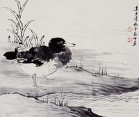 藏品(溪鳧)的圖片