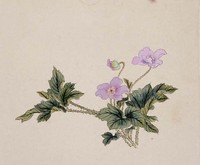 藏品(工筆花卉)的圖片