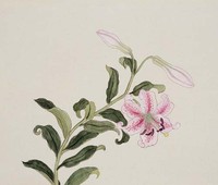 藏品(工筆百合)的圖片