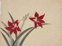 藏品(春日百合)的圖片