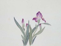 藏品(工筆花卉)的圖片