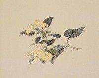 藏品(折枝花卉)的圖片