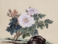 藏品(紫牡丹)的圖片