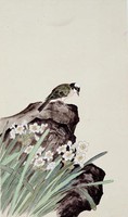 藏品(蘭石山雀)的圖片