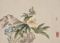 藏品(芙蓉雛菊)的圖片