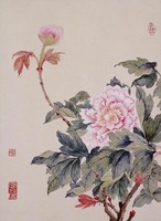 藏品(牡丹)的圖片