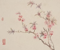 藏品(桃花)的圖片