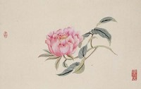 藏品(芍藥)的圖片
