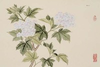 藏品(繡球花)的圖片