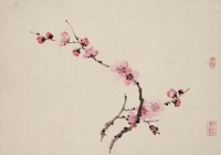 藏品(梅花)的圖片