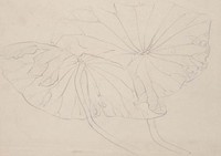 藏品(荷葉手鉤稿)的圖片