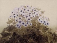 藏品(白瓜葉菊)的圖片