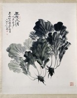 藏品(白菜)的圖片