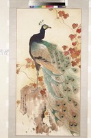 藏品(孔雀)的圖片