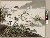 藏品(黑面客)的圖片