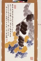 藏品(蕉葉菊花)的圖片